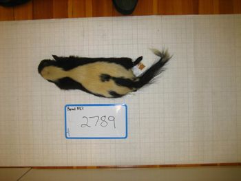 Media type: image;   Mammalogy 2789